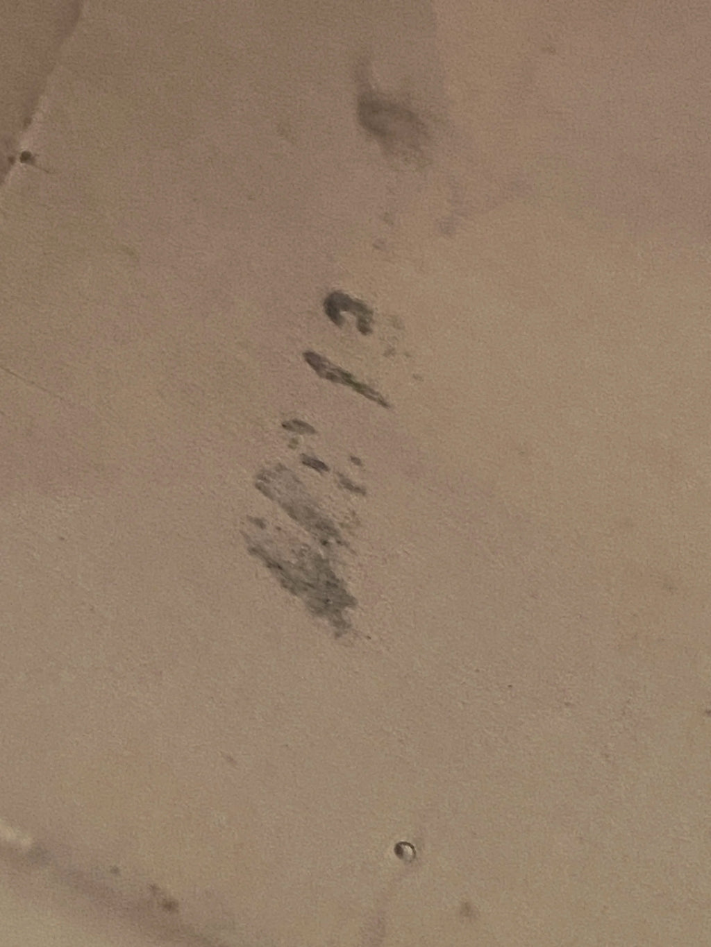 Ludwig Pioneer 14" x 5" Snare Drum 1966 - Silver (Ginger) Sparkle