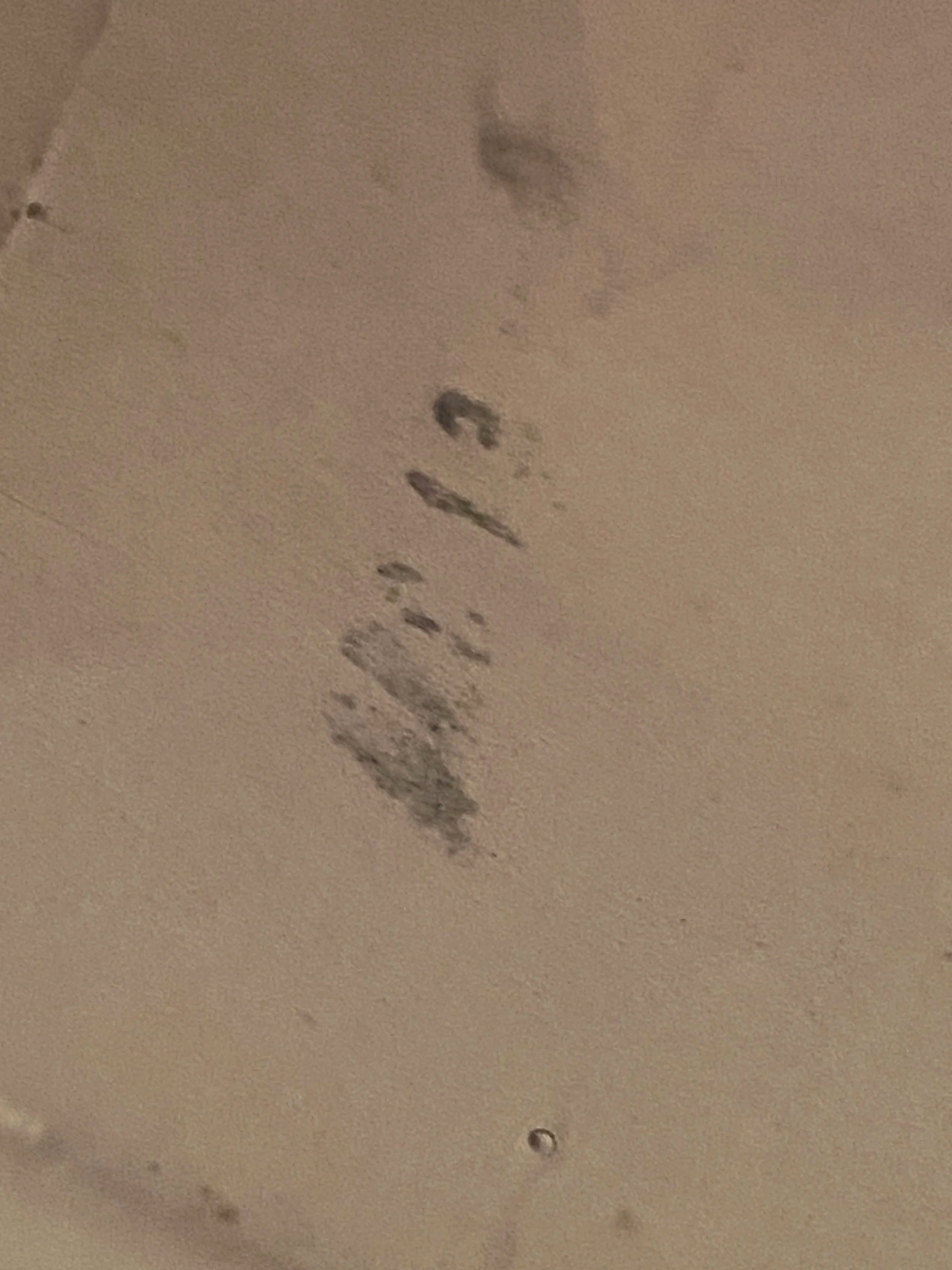 Ludwig Pioneer 14" x 5" Snare Drum 1966 - Silver (Ginger) Sparkle